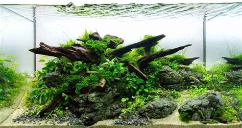 Aquarium Plants That Will Grow On Wood And Rocks