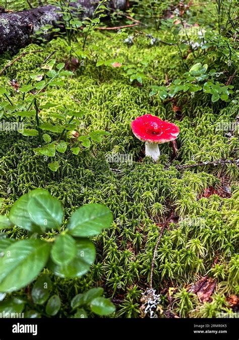 Russula Emetica Mushroom With Red Cap In Northern Forest On Grass