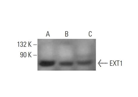 Ext1 Antibody A 7 Scbt Santa Cruz Biotechnology