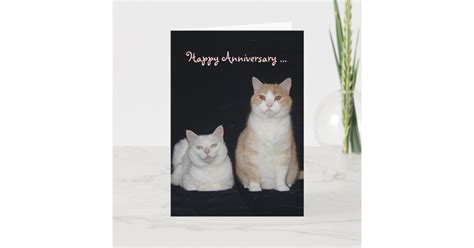 Funny Cats Anniversary Card Zazzle