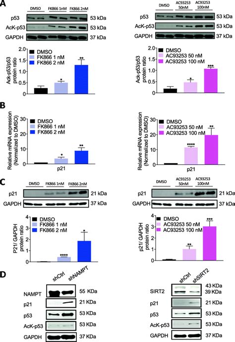 NAMPT Or SIRT2 Inhibition Led To Diminished Deacetylation Of P53 With