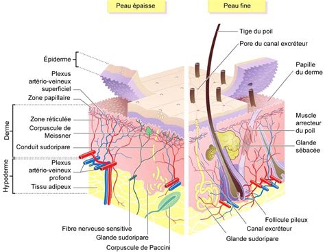 Cicatrisation D Une Plaie Comprendre Le Processus Et Favoriser Un