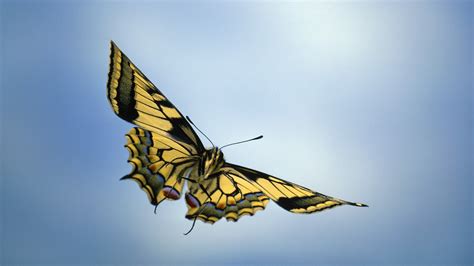 1920x1080 Sky, Butterfly, Wings wallpaper JPG - Coolwallpapers.me!