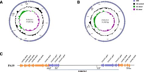 Two Unique Prophages Of Candidatus Liberibacter Asiaticus Strains