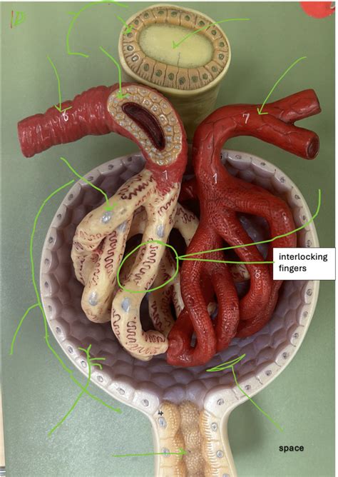 Renal Corpuscle Model Diagram Quizlet