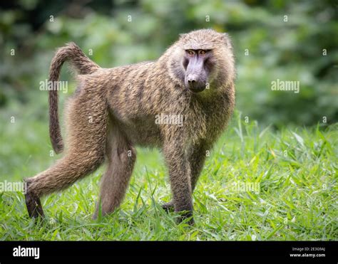 Wild Adult Male Olive Baboon in Africa Stock Photo - Alamy