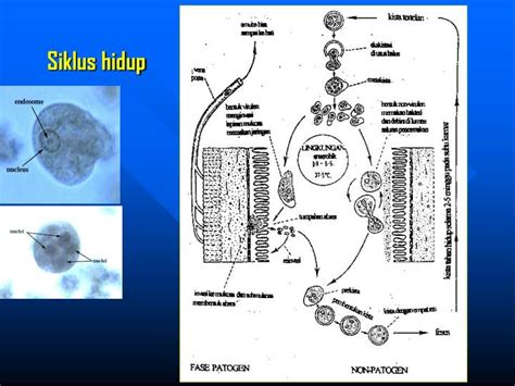 Siklus Hidup Entamoeba