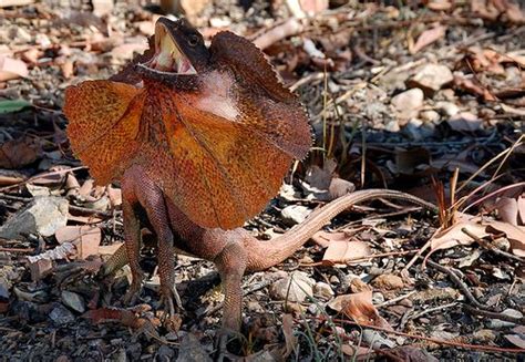 Australian Frilled Lizard or Frill Necked Lizard