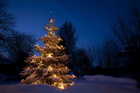 Weihnachtsbaum Im Schnee Winter Lizenzfreies Bild