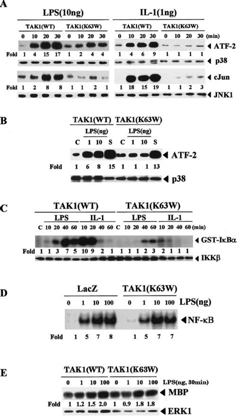 TAK1 mediates p38, JNK, and IKK activation by LPS or IL-1 in 70Z/3 ... 