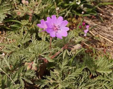 Geranium tuberosum - Изображение особи - Плантариум