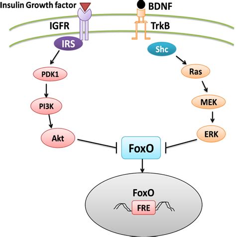 FoxO Induced Regulation Of Cell Morphological Activity BDNF And