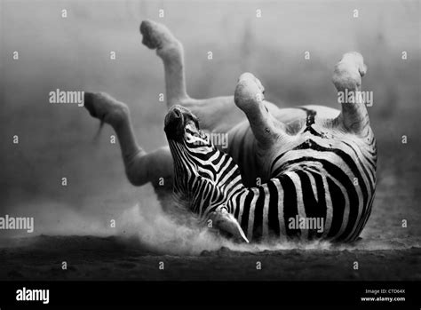 Zebra Rolling On Its Back Hi Res Stock Photography And Images Alamy