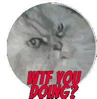 Cat Fuck You GIFs Tenor