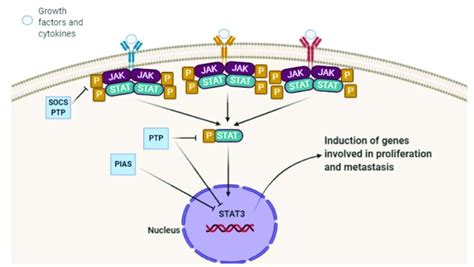 The Schematic Representation Of The Stat3 Signaling Pathway Download Scientific Diagram