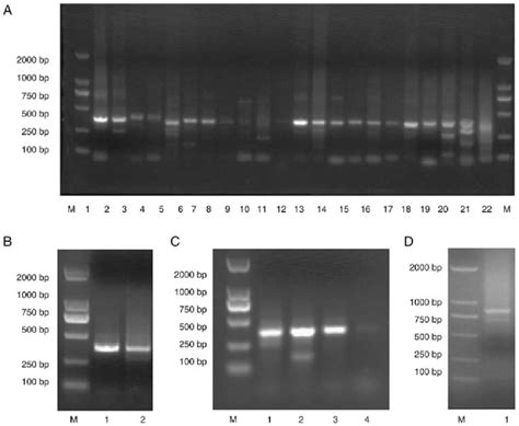 Pcr Amplification Of Scfvs By Stepwise Pcr A St Round Pcr With