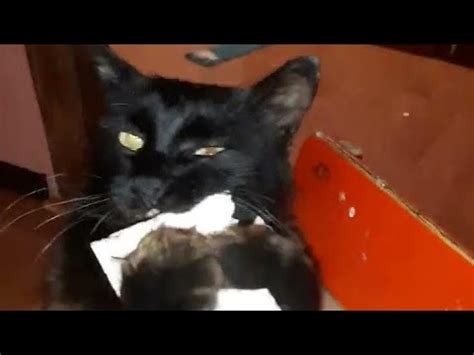 КОТ В КОРОБКЕ - YouTube