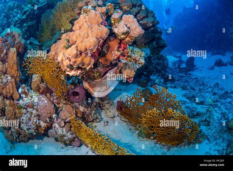 Coral Reef Red Sea Egypt Stock Photo Alamy