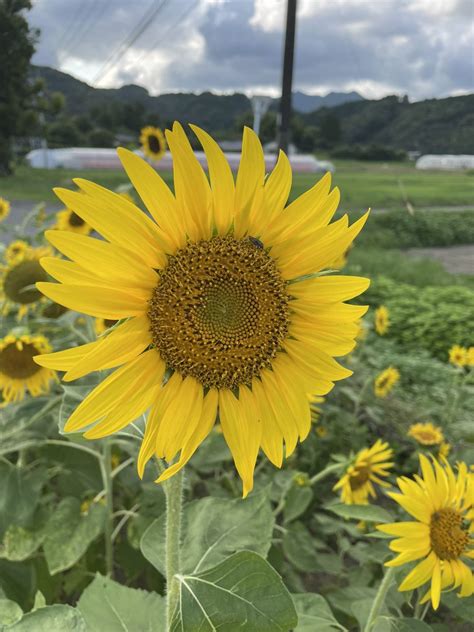 🍀さんぽ日記🍀 On Twitter モカおじさん おはようございます😃 早めに再チャレンジ、なんだかわかります！ 今日もよろしくお願いし