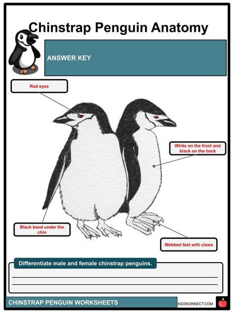 Chinstrap Penguin Facts, Worksheets & Taxonomy For Kids