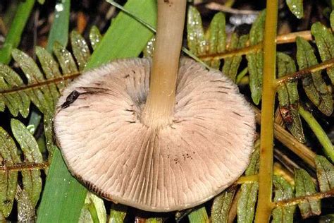 Entoloma Sericatum The Ultimate Mushroom Guide