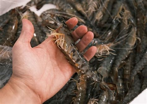 Langostino del Mar Menor Características Esencia del Mar