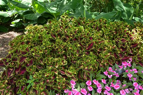 Main Street La Rambla Coleus Solenostemon Scutellarioides La Rambla