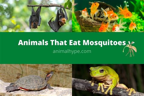 16 Animals That Eat Mosquitoes Meet Natures Mosquito Hunters