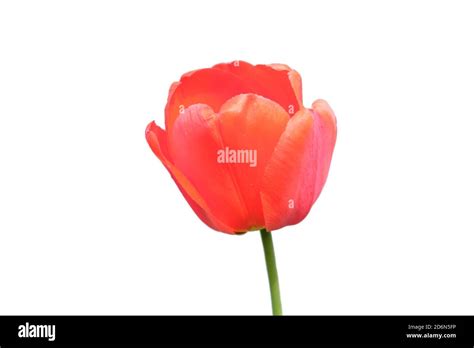 Beautiful Pink Tulip Flower Close Up Flower With Pink Petals Isolated