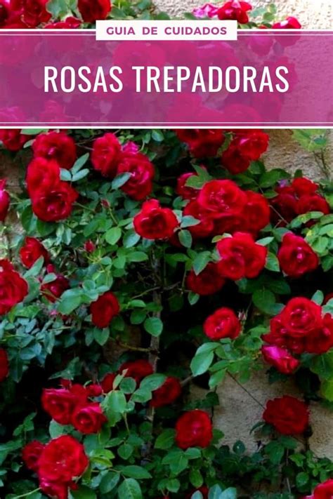 Rosas Trepadoras Cuidados Cultivo Y Multiplicaci N Del Rosal Trepador