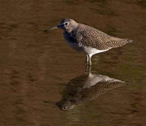 Green Sandpiper Mike Friel Flickr