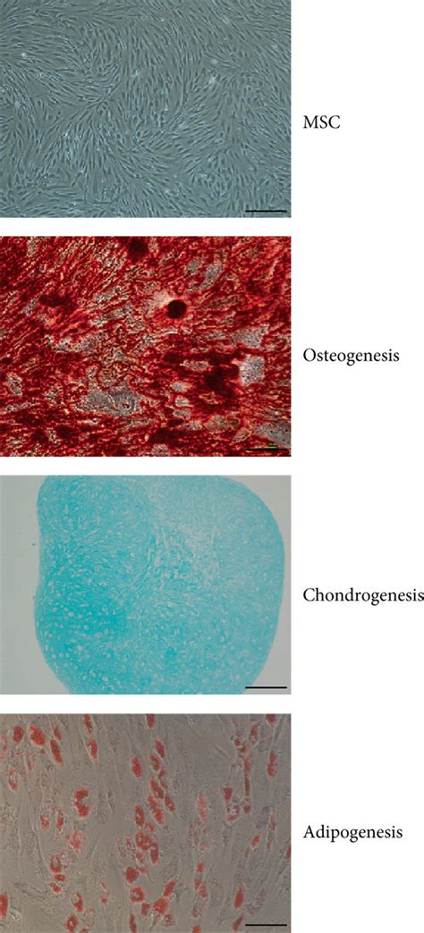 Phenotype And Trilineage Differentiation Capacity Of Mscs A Mscs Download Scientific Diagram