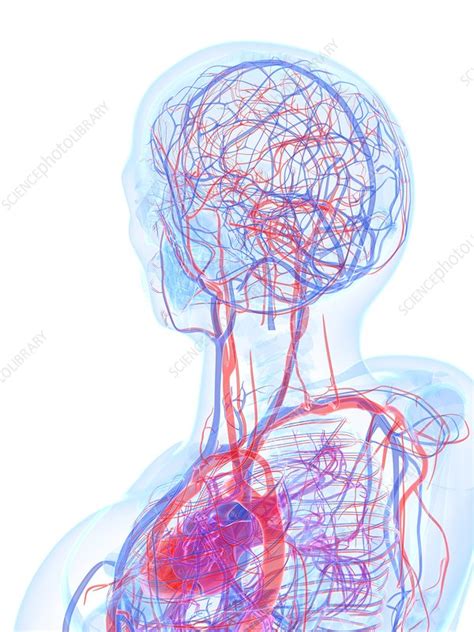 Male Cardiovascular System Artwork Stock Image F005 6549 Science