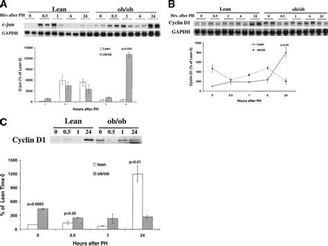 Induction Of Proliferation Associated Genes After PH Total Hepatic RNA