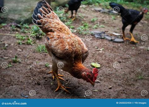 Free Range Chickens Are Eating Corn In The Village In The Morning Stock