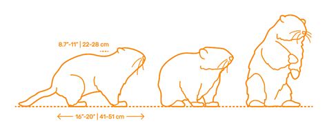 Groundhog | Woodchuck Dimensions & Drawings | Dimensions.com