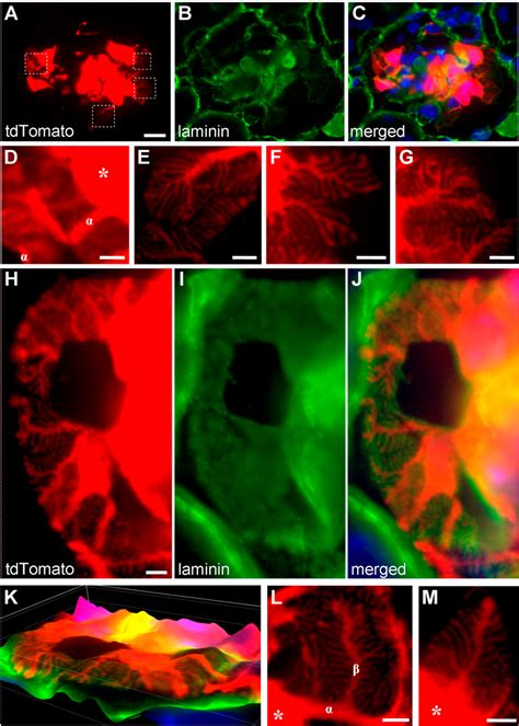 Figure 3 From Imaging Of Podocyte Foot Processes By Fluorescence