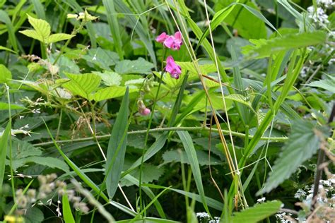 Narrow leaved Everlasting pea from Brumov Bylnice Česko on July 2