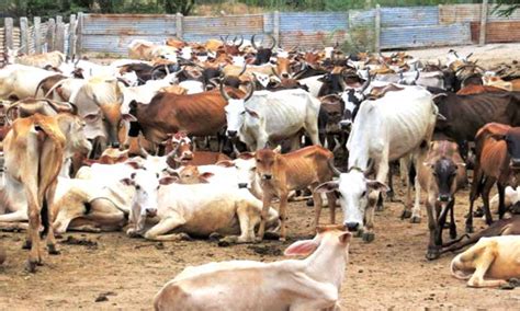 Karnataka Assembly Passes Bill To Ban Slaughter Of All Cattle Except