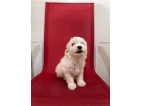 5 Super Cute Maltipoo puppies for sale in Torrance - Puppies for Sale ...