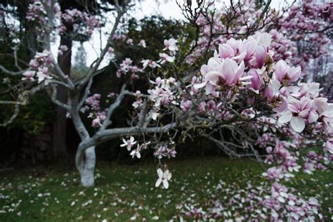 Free Images Tree Branch Flower Spring Cherry Blossom Shrub