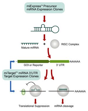 Mirna Expression Mirna Precursor Clone Igenebio