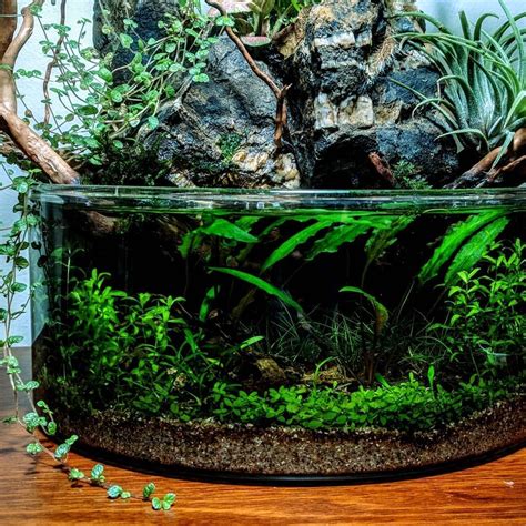 Best Low Light Aquarium Plants For Beginners Artofit