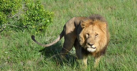 Nairobi Halbtagestour in einem Landcruiser und alle Parkgebühren