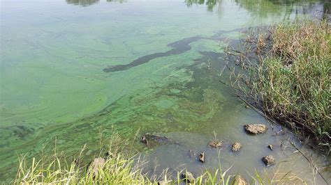 Aparecieron cianobacterias en diferentes lugares de la cuenca del río