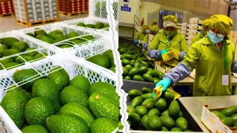 Exportación de palta supera las 36 mil toneladas a inicios del 2024