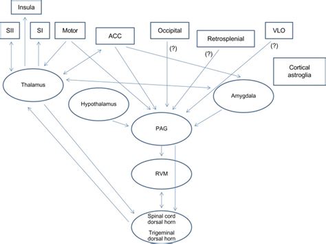 General description of the main cortical and subcortical structures and ...