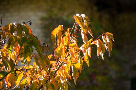 Wallpaper Sunlight Garden Nature Park Branch Green Yellow