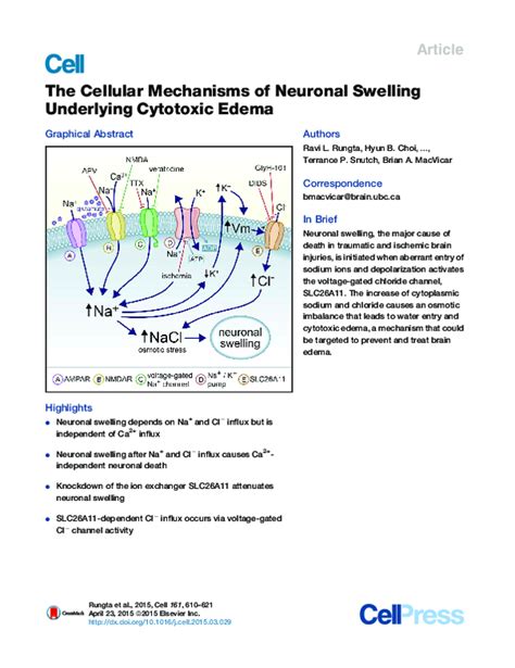 The Cellular Mechanisms Of Neuronal Swelling Underlying Cytotoxic Edema