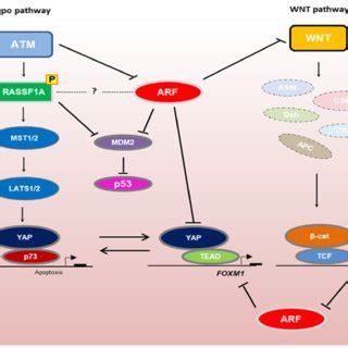 Pdf Non Canonical Functions Of The Arf Tumor Suppressor In